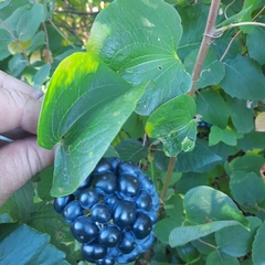 Smilax lasioneura