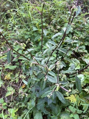 Nabalus serpentarius