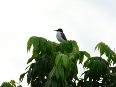 Tyrannus caudifasciatus