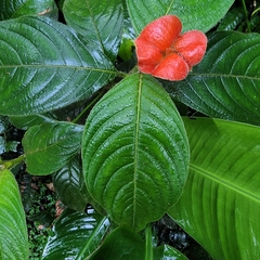 Palicourea tomentosa