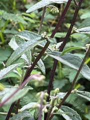 Nabalus serpentarius