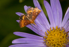 Pyrausta californicalis