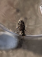 Cicindela tranquebarica