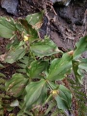 Trillium