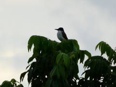 Tyrannus caudifasciatus