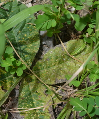 Coleosporium elephantopodis