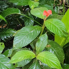 Palicourea tomentosa