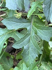 Nabalus serpentarius