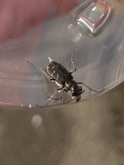 Cicindela tranquebarica