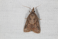 Platynota idaeusalis