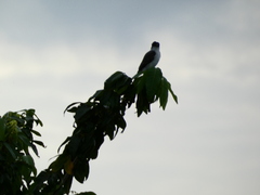 Tyrannus caudifasciatus