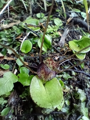 Corybas iridescens