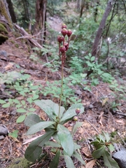 Chimaphila umbellata