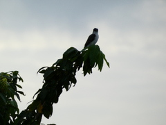 Tyrannus caudifasciatus