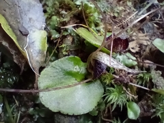 Corybas iridescens