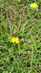 Scorzoneroides autumnalis