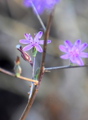 Stephanomeria virgata