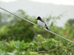 Tyrannus caudifasciatus