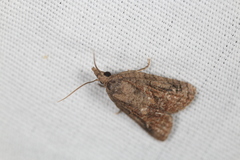 Platynota idaeusalis