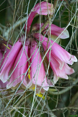(c) Jane C Frost, some rights reserved (CC BY) Tecomanthe dendrophila, photograph (c) Jane C Frost, some rights reserved (CC BY)