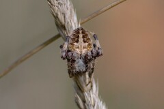 Neoscona arabesca
