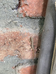 Gonatodes albogularis fuscus