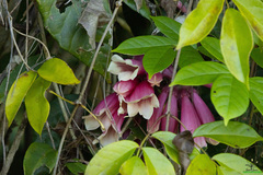 Vineger Tree (Tecomanthe dendrophila)