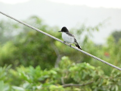 Tyrannus caudifasciatus