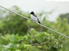 Tyrannus caudifasciatus