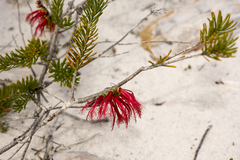 Melaleuca quadrifida