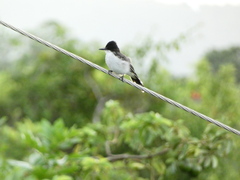 Tyrannus caudifasciatus