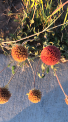 Gaillardia aestivalis