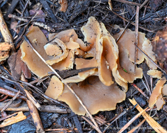 Phylloscypha phyllogena