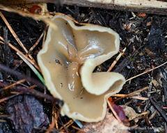 Phylloscypha phyllogena