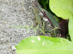 Anolis grahami