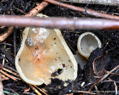 Phylloscypha phyllogena