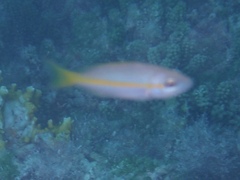 Ocyurus chrysurus