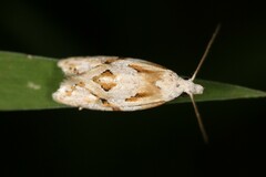 Aethes seriatana