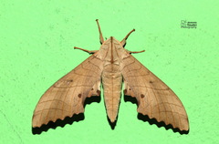 Marumba sperchius