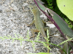 Anolis grahami