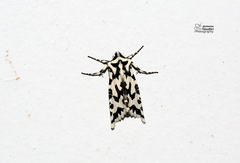 Phlogophora distorta