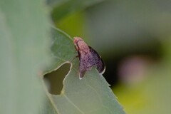 Eutreta noveboracensis