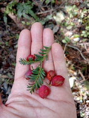 Prumnopitys ferruginea