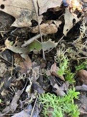 Sclerotinia
