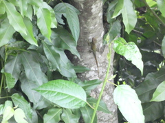 Anolis lineatopus