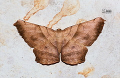 Dalima truncataria