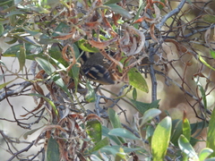 Aphrastura spinicauda