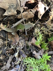 Sclerotinia