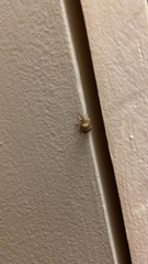 Pseudocneorhinus bifasciatus