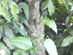 Anolis lineatopus